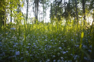 Gün batımında unutma çiçek
