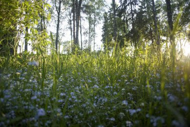 Gün batımında unutma çiçek