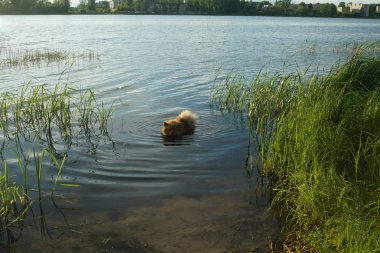 Alman Spitz yaz aylarında gün batımında