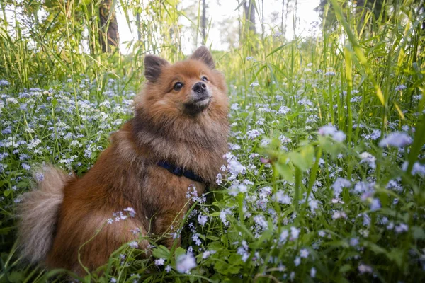 Alemão Spitz ao pôr do sol no verão — Fotografia de Stock