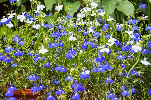 Kleurrijke Lobelia bloem in de zomertuin — Stockfoto