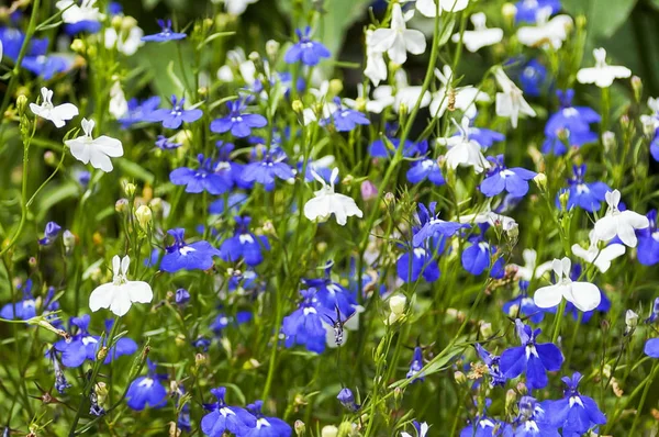 Färgglada Lobelia blomma i trädgården — Stockfoto