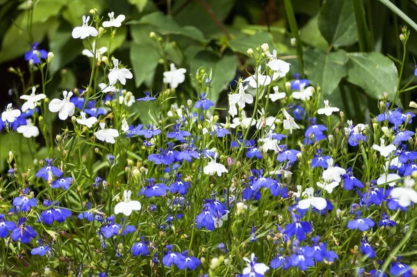Kleurrijke Lobelia bloem in de zomertuin — Stockfoto