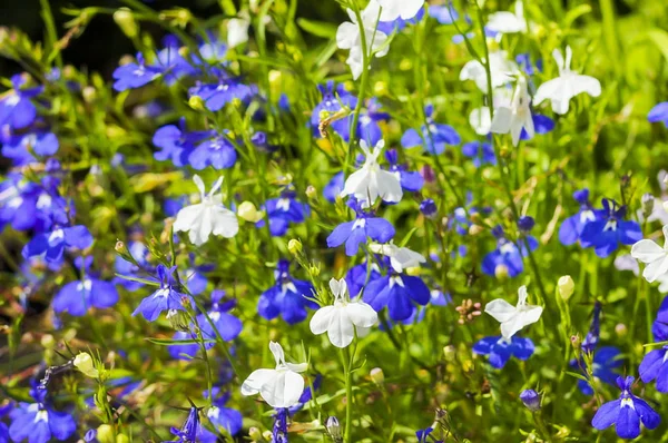 Kolorowy kwiat Lobelia w ogrodzie — Zdjęcie stockowe