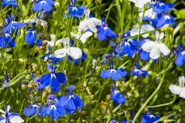 Colorida flor Lobelia en el jardín de verano —  Fotos de Stock