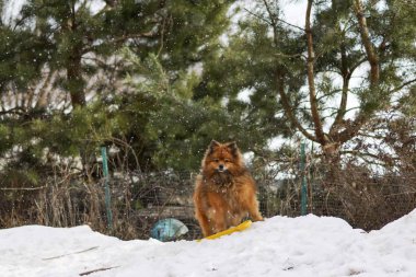 küçük Alman Spitz kış