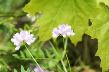 Güneş closeup rosebud