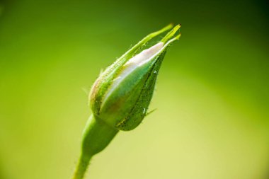 Güneş closeup rosebud