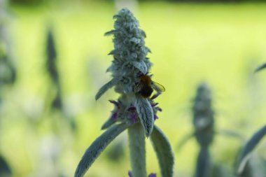 Stachys bulanık veya güneşin yeşil çim stahis