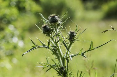 Thorn çim yeşil çim güneşin