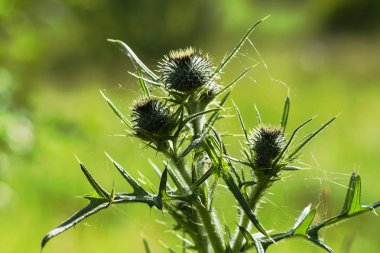 Thorn çim yeşil çim güneşin