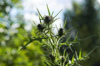 Thorn çim yeşil çim güneşin