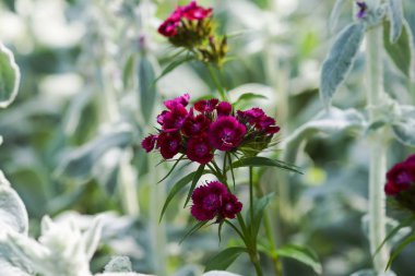 Stachys bulanık veya güneşin yeşil çim stahis