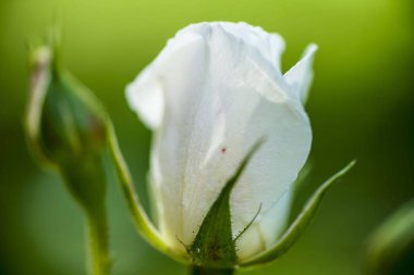 Güneş closeup rosebud