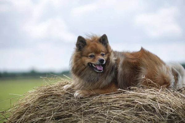 A kutya-ban a hayloft — Stock Fotó