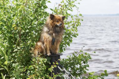 köpek suya yakın Almanca Spitz oturuyor