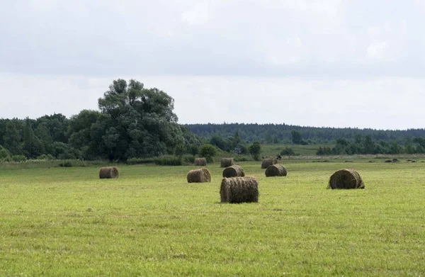 Maaien van gras in veld — Stockfoto