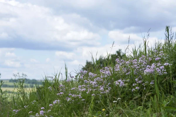 yaz çim gökyüzü arka plan üzerinde çeşitli