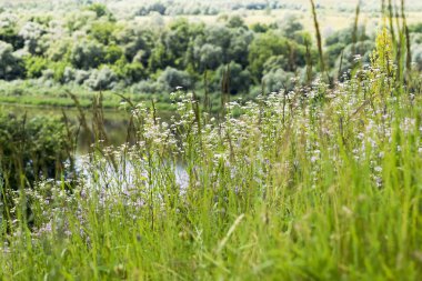 Güneş papatya çiçek yeşil çim