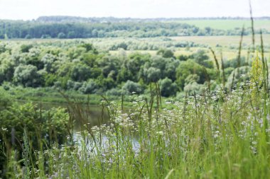 yaz çim gökyüzü arka plan üzerinde çeşitli