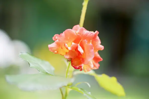 Kolorowe, delikatne róże na słońce w ogrodzie — Zdjęcie stockowe