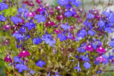 Lobelia kırmızı çiçekler yazında arka bahçesidir renkli,