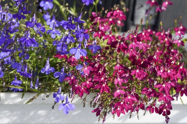 Flores rojas de Lobelia en el jardín de verano es un colorido, el fondo —  Fotos de Stock