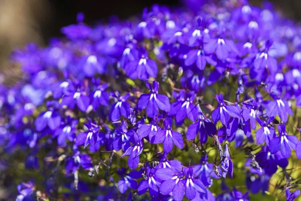 Bunte Lobelien-Blume im Sommergarten — Stockfoto