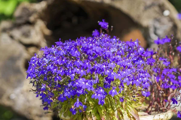 Kolorowy kwiat Lobelia w ogrodzie — Zdjęcie stockowe