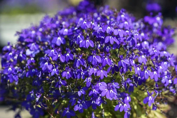 Πολύχρωμο Lobelia λουλούδι στον κήπο το καλοκαίρι Royalty Free Φωτογραφίες Αρχείου