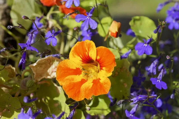 Kleurrijke bloemen van Nasturtium in de zon, macro — Stockfoto