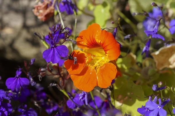 Kolorowe kwiaty nasturcja na słońcu, makro — Zdjęcie stockowe
