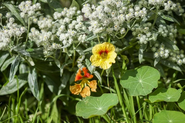 Барвисті квіти Настурції на сонці, макро — стокове фото