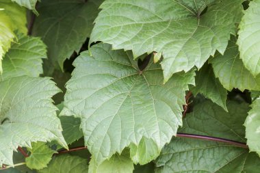 gökyüzü, gür yeşil Yapraklar asma