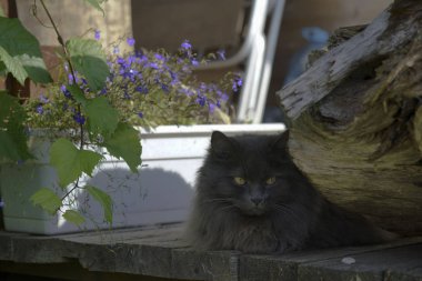kötü gözleri portre ile ciddi gri kedi