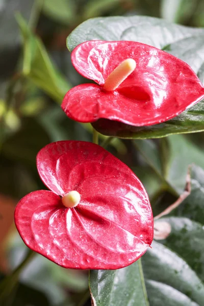 Flores de color rojo Anthurium y amarillo —  Fotos de Stock