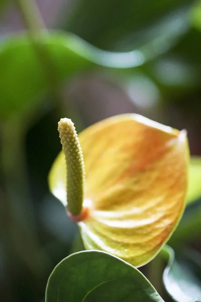 Kolorowe Anthurium czerwone i żółte — Zdjęcie stockowe