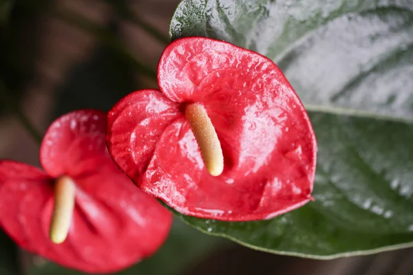 çiçekler kırmızı antoryum ve sarı renkli