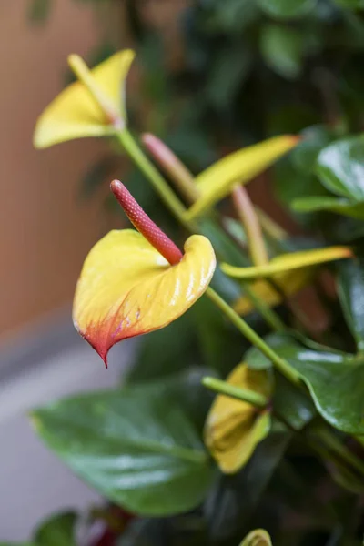 Kolorowe Anthurium czerwone i żółte — Zdjęcie stockowe