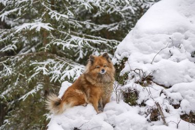 Spitz köpekle kış ormanda yürümek