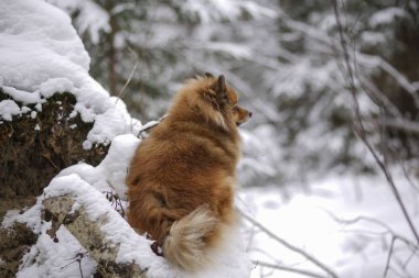 Kış günü ormanda bir adam bir köpek arkadaşıyla yürüyüşe üzerinde