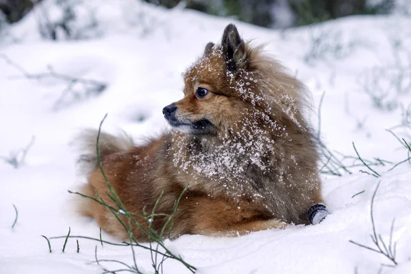 Güzel köpek doğurmak Almanca Spitz ormanda karda yalan — Stok fotoğraf