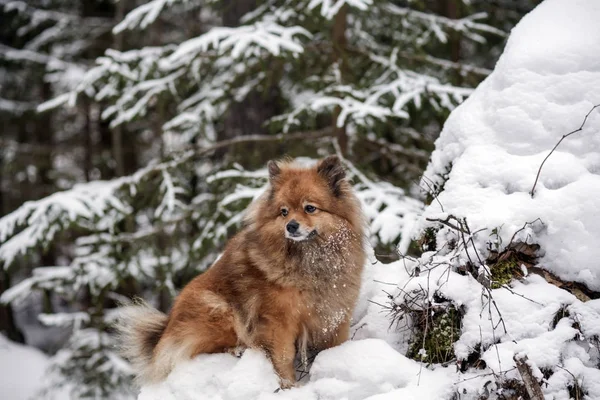 Portrait d'un Spitz allemand dans la neige — Photo