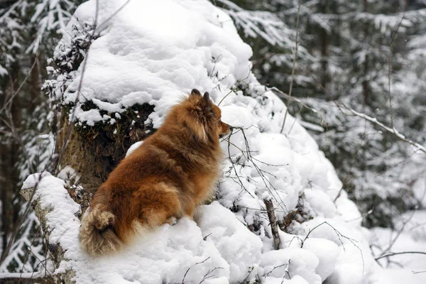 Wintertag im Wald bei einem Spaziergang mit einem befreundeten Hund — Stockfoto