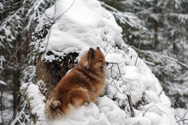 Spitz köpekle kış ormanda yürümek — Stok fotoğraf