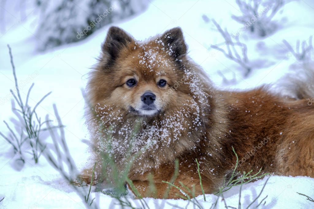 portrait of a German Spitz in the snow