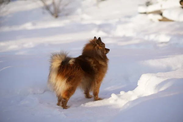 Köpek kış yürüyüş — Stok fotoğraf