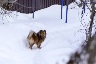 kışın sokakta bir köpek