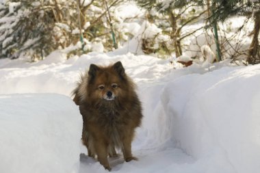 sokakta bir köpek. adamın en iyi arkadaşı. doğa yürüyüşleri. güzel hayvan
