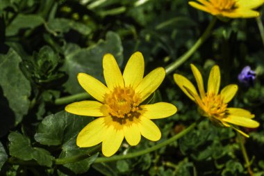 Sarı güneşli ilk çiçekler